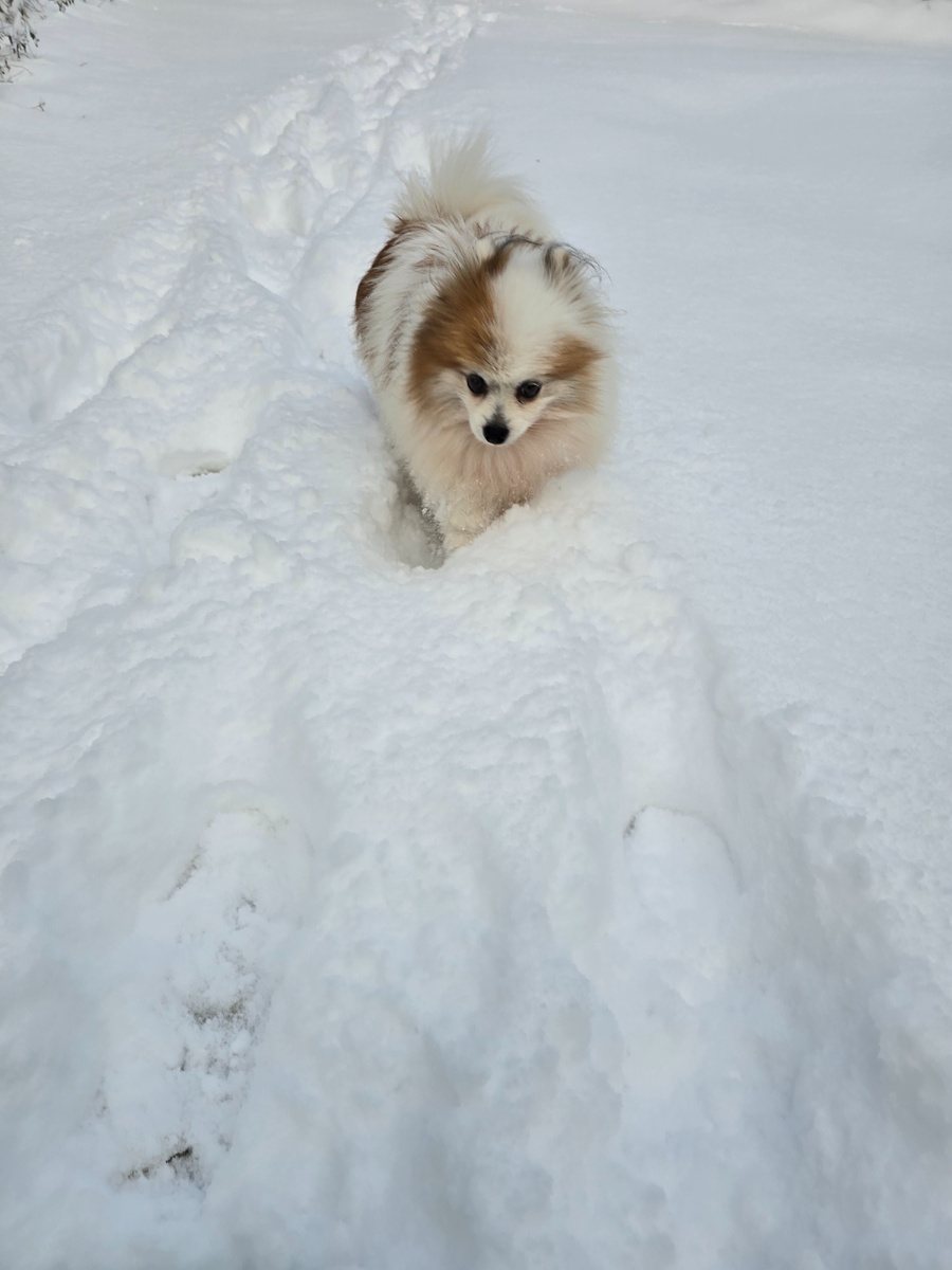 Когда прогулка- не в радость😆