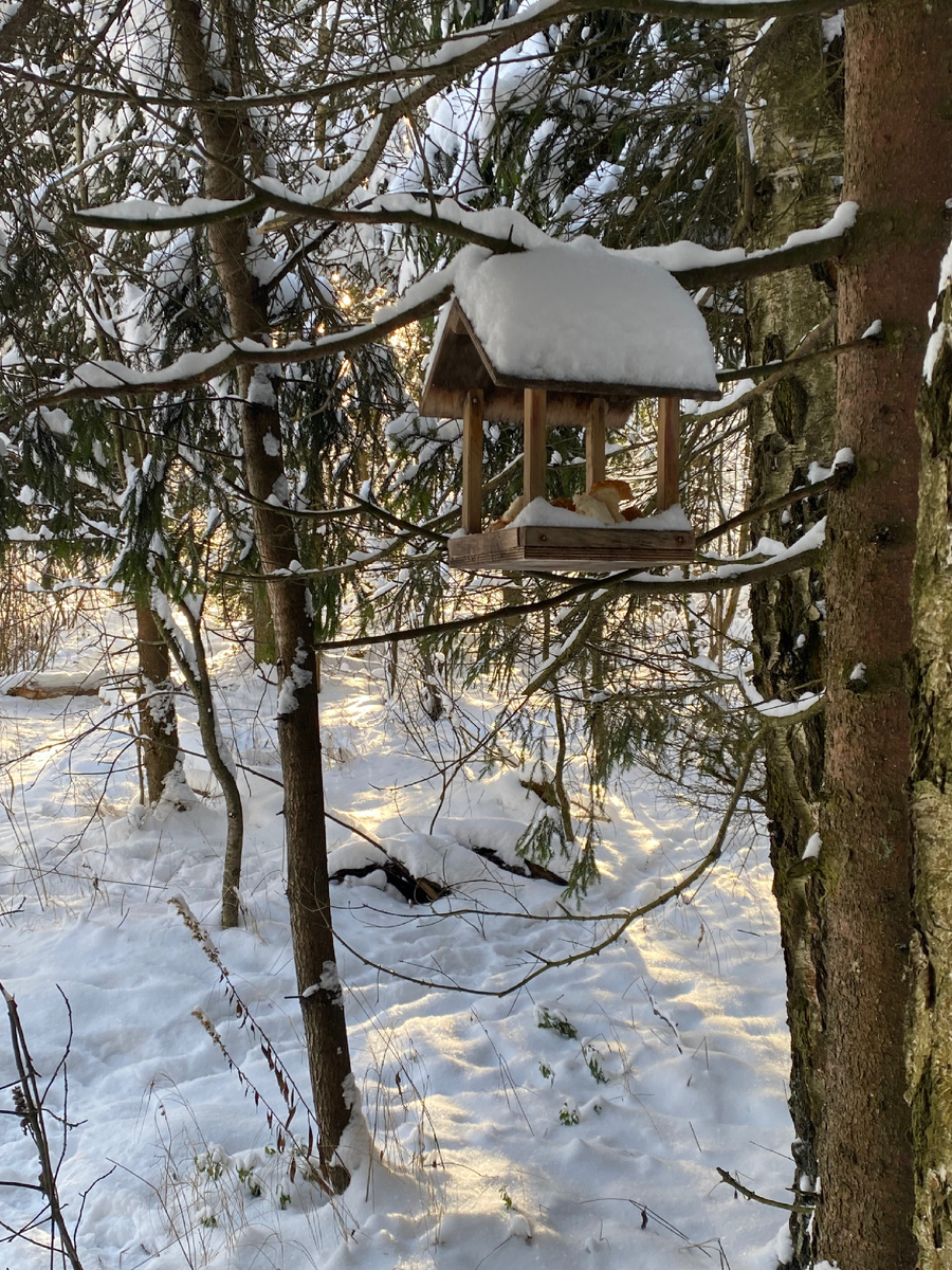 Как чудесно в лесу 