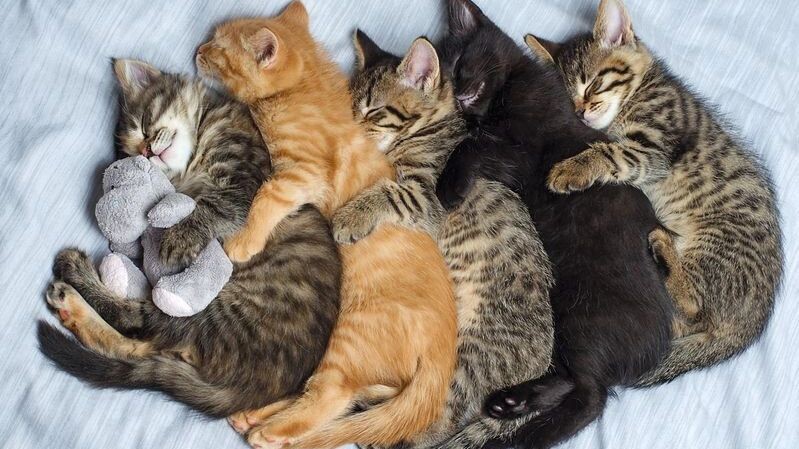    Фото: Margarett24/Shutterstock/Fotodom