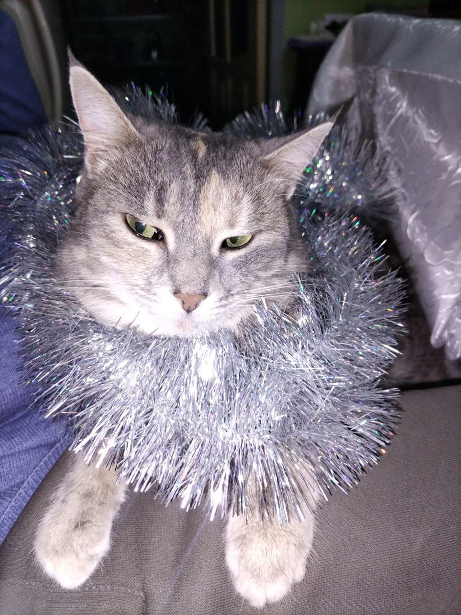 Машка, наш милый и хитрый птицеед.