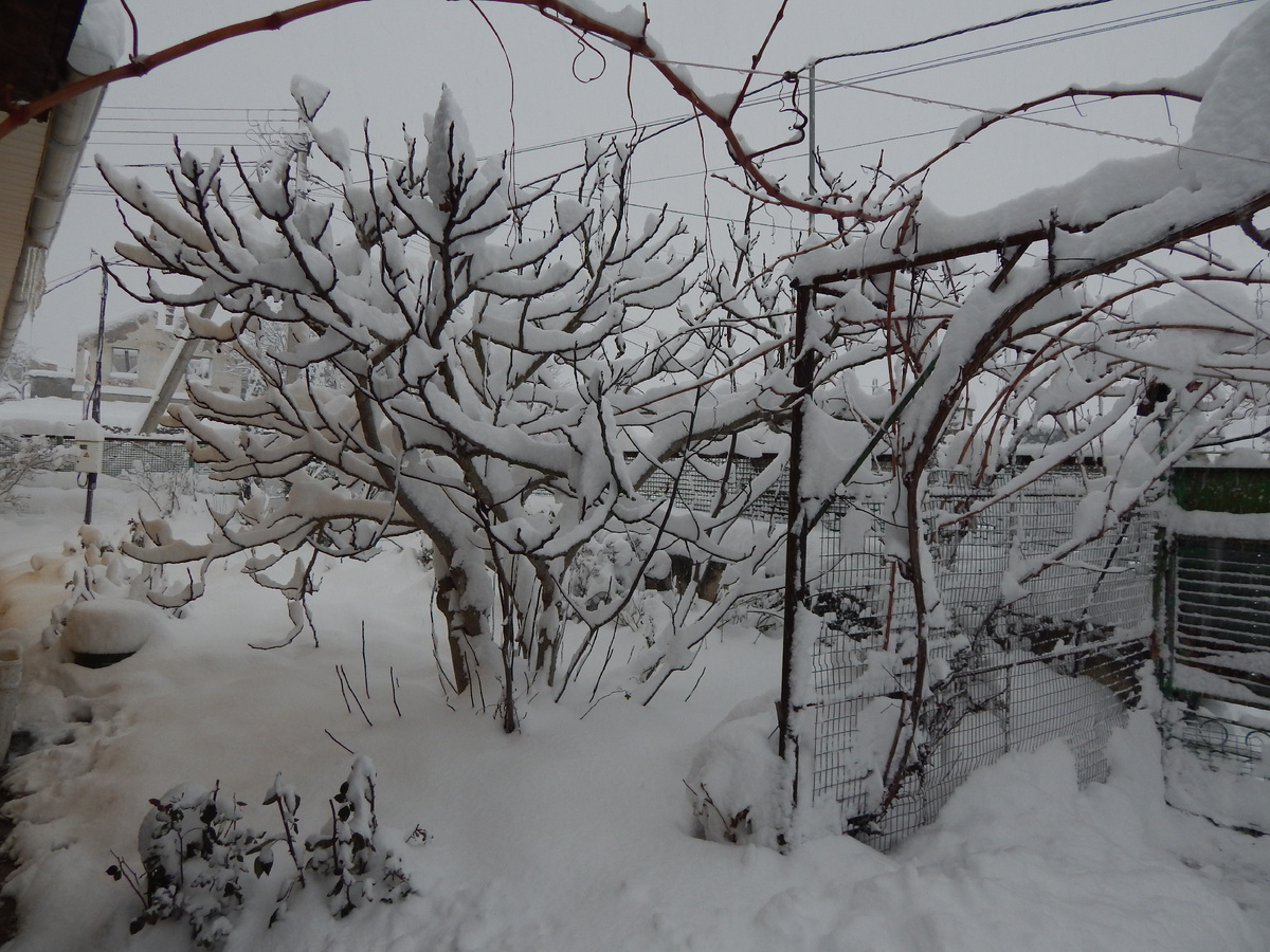 Инжир в снегу.