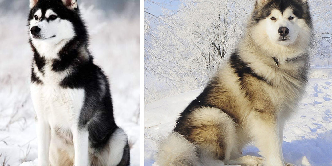 Маламуты и Хаски: история, особенности и уход