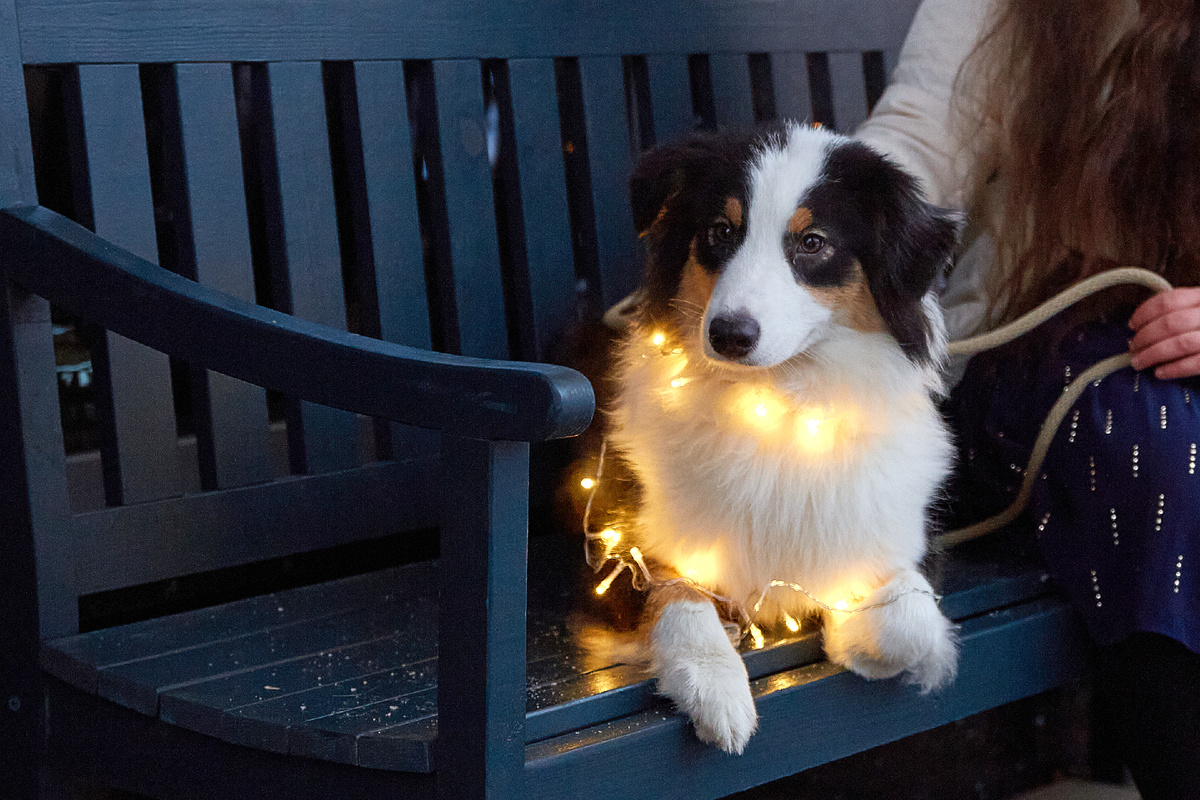 По внешнему виду и не скажешь, что леди хитра и коварна