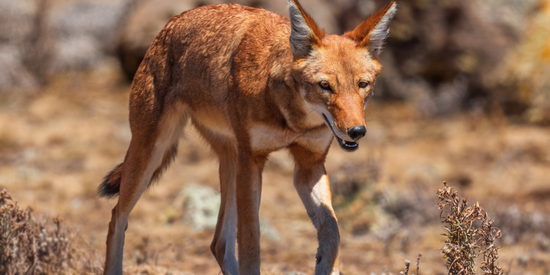 Самый редкий хищник Африки: история первого известного эфиопского волка, которого спасли