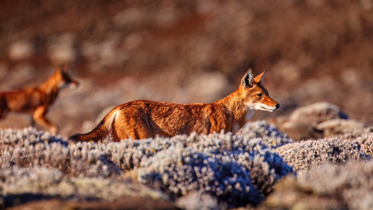     Фото: Martin Mecnarowski/Shutterstock/FOTODOM Эфиопский шакал — самый редкий хищник Африки