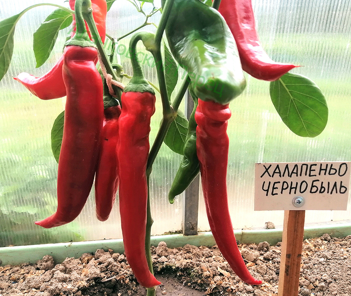 Халапеньо Чернобыль