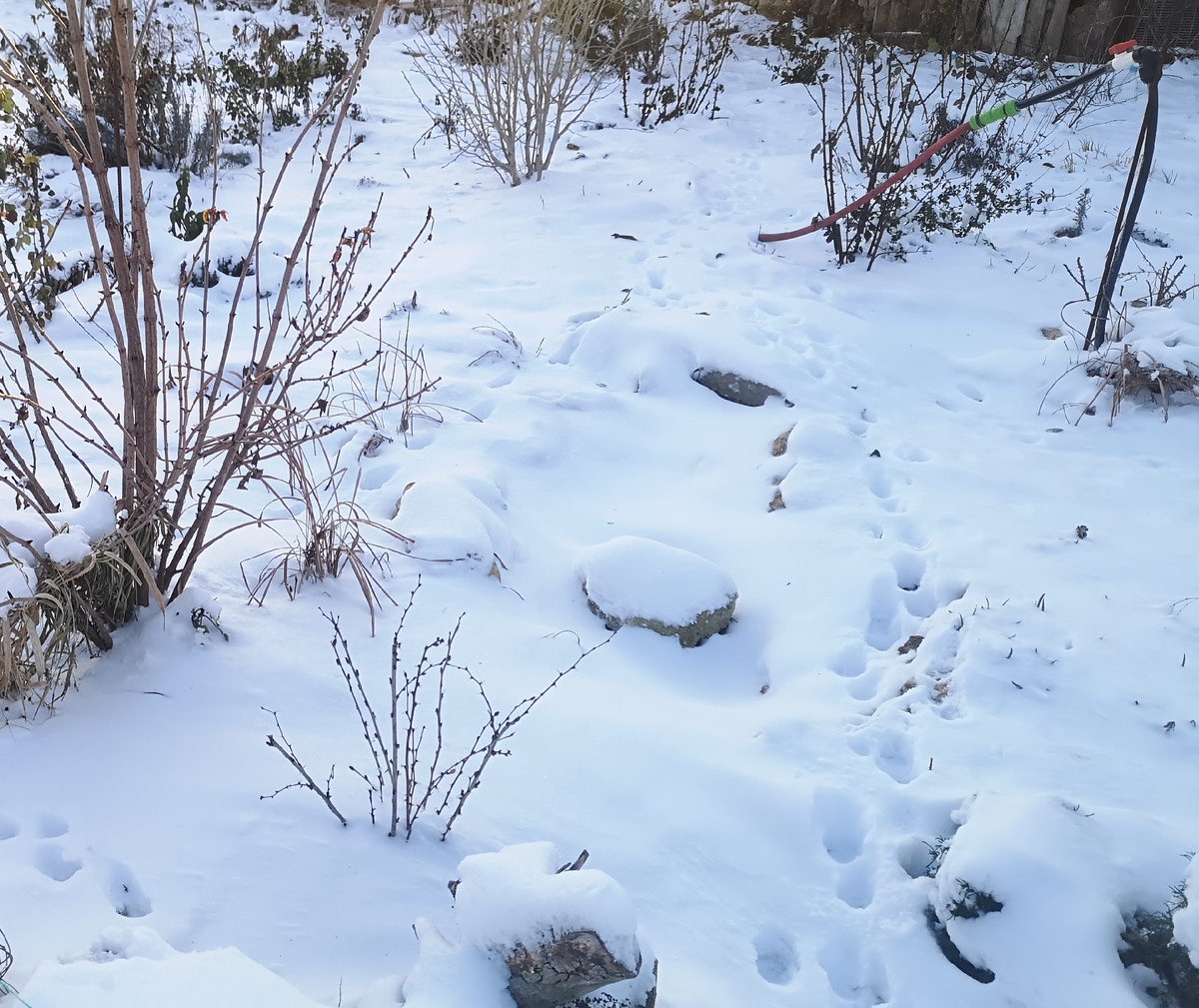Снег у нас, однако, на Крещение