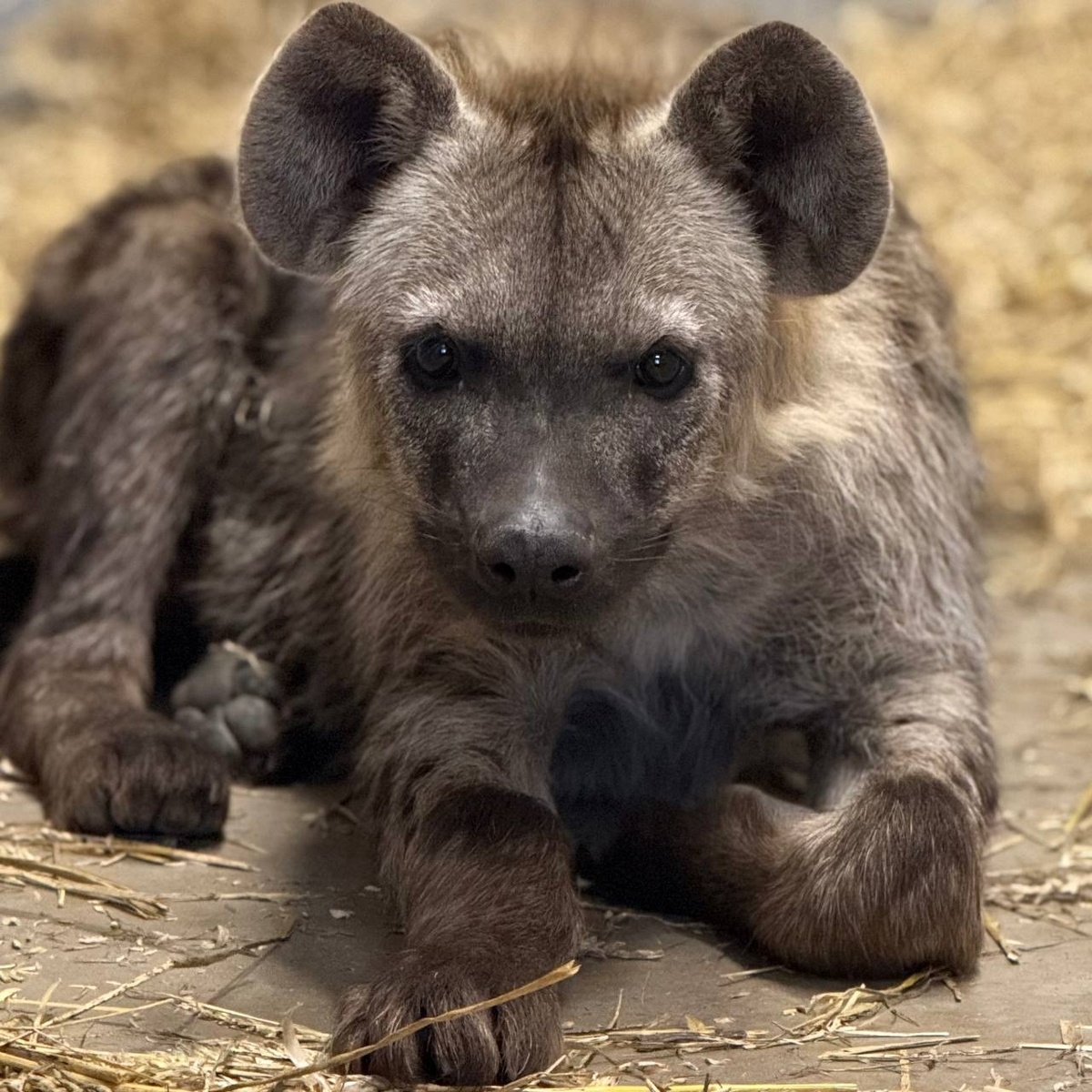    © Пермский зоопарк, https://vk.com/permskiyzoopark