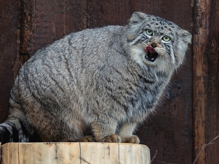     Манул Борис/ Фото: Роев ручей