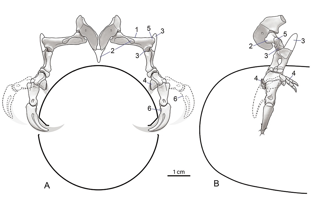    Реконструкция положения передних конечностей Manipulonyx reshetovi. Они были уникальным образом приспособлены для удержания и прокалывания яиц. / Proceedings of the Zoological Institute RA
