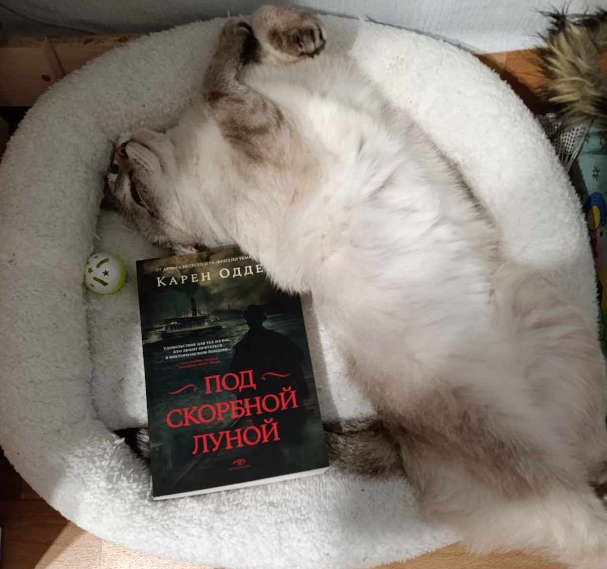 Сегодня книгу представляет Дженька, оккупировавшая Бэллину лежанку, которая ей явно маловата🤣. 