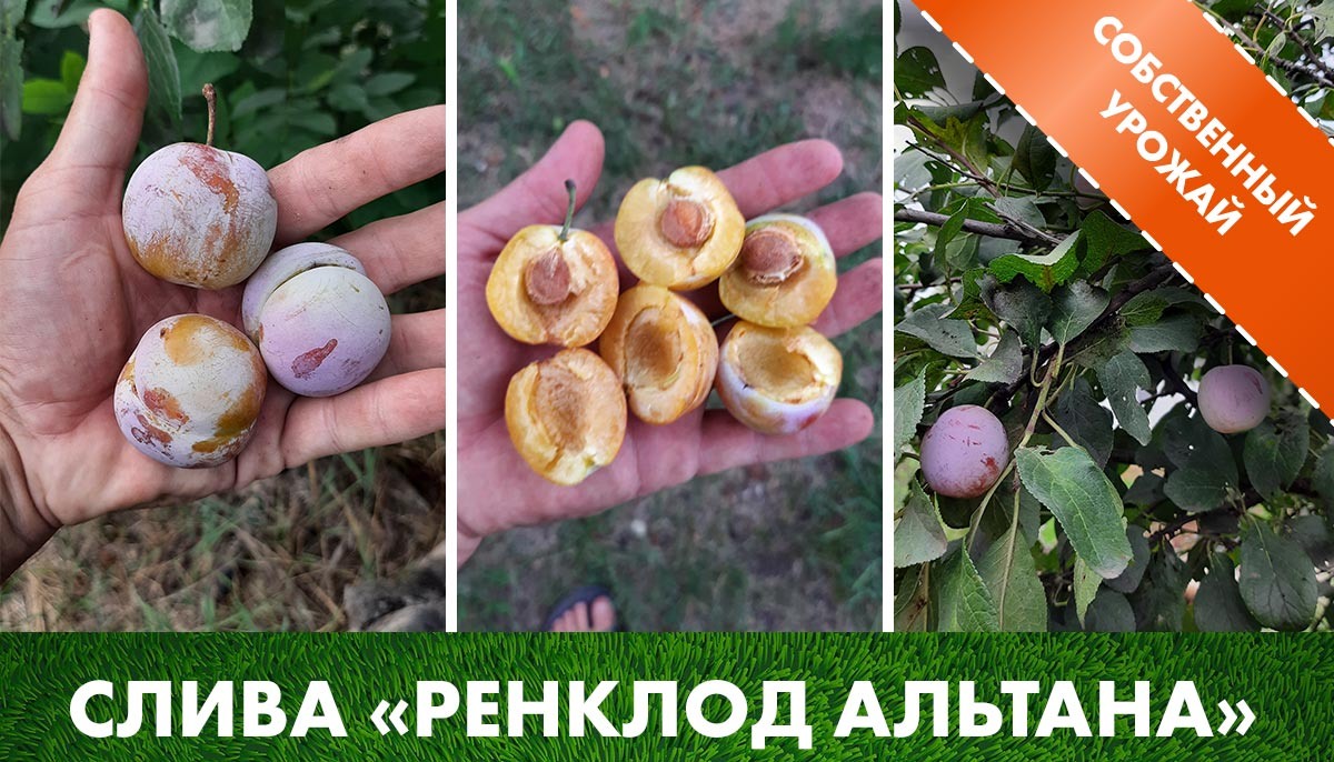 Слива «Ренклод Альтана» урожай на нашем участке в клетке саженцев слив