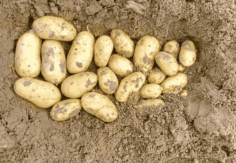 Мой список сортов картофеля на 2026: какие оставляю, какие возобновляю и почему синеглазка — особенная 🥔