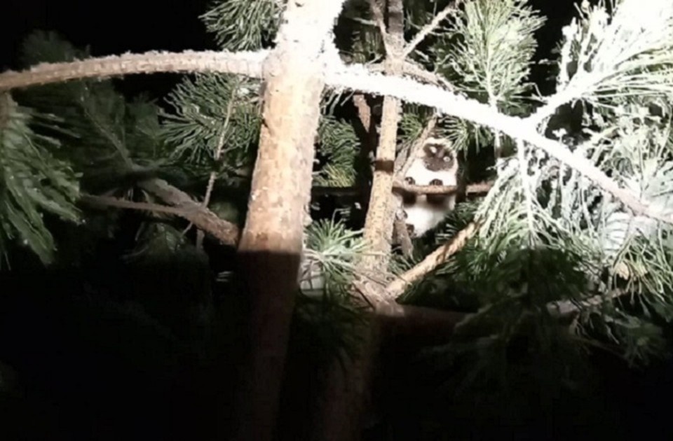    Кошка внезапно спрыгнула с дерева. Фото: группа «ЗооСпас в Екатеринбурге» во «ВКонтакте»
