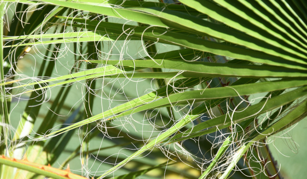    Вашингтония нитеносная. Фото: Ernest Rose / Shutterstock / Fotodom