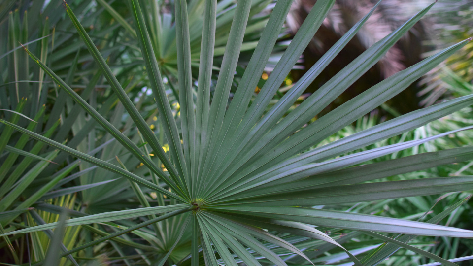 Пальма вашингтония. Фото: Sabina Babaeva / Shutterstock / Fotodom
