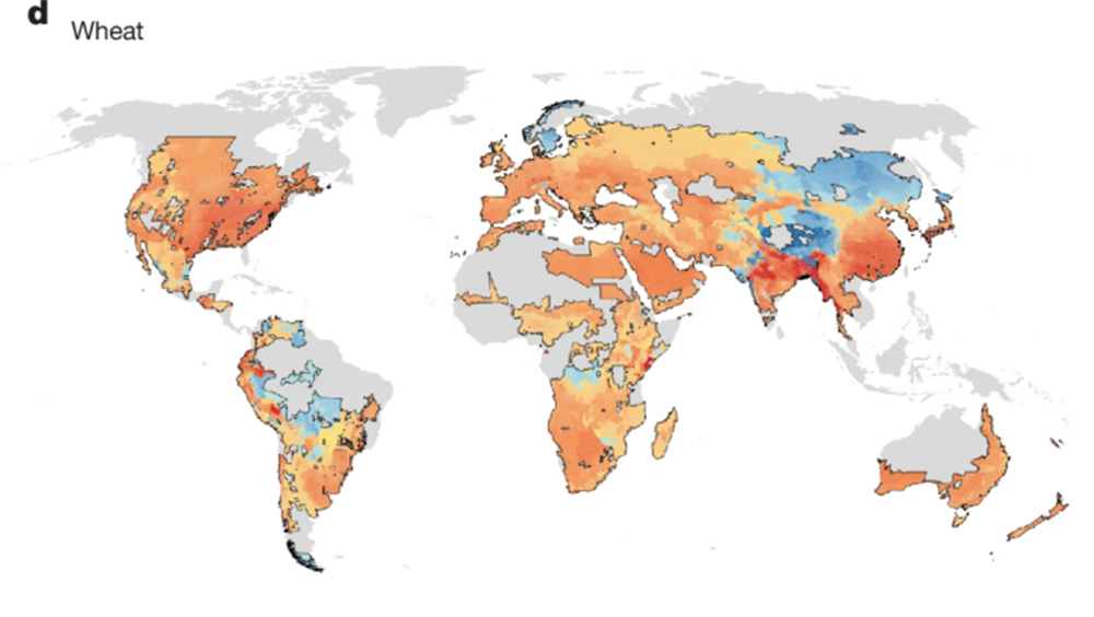     Фото: журнал Nature Прогнозируемое изменение урожайности пшеницы к концу столетия в результате изменения климата