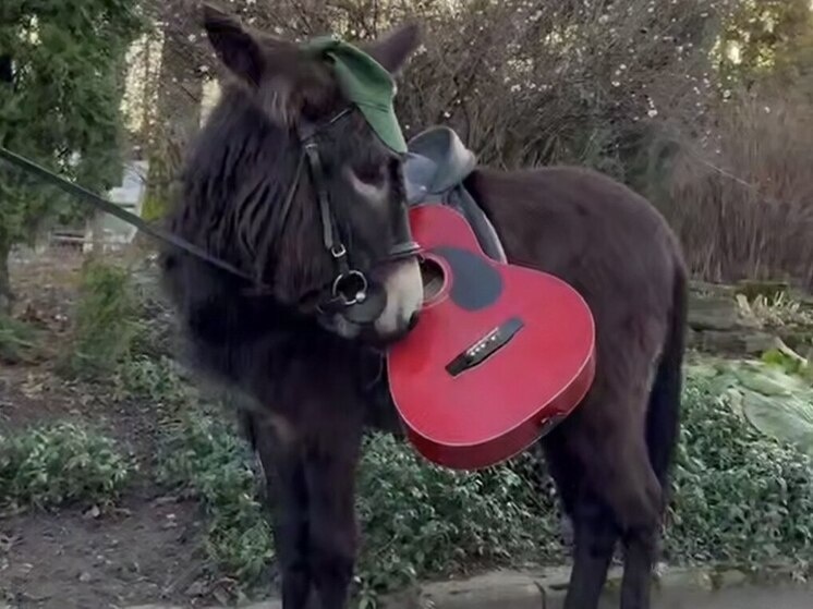     На самом деле это инстинкт самосохранения: они отказываются делать то, что считают опасным.Фото: скриншот видео пресс-службы Ленинградского зоопарка.
