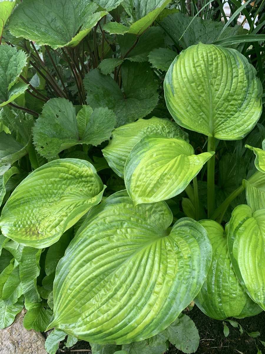 California gold Rush