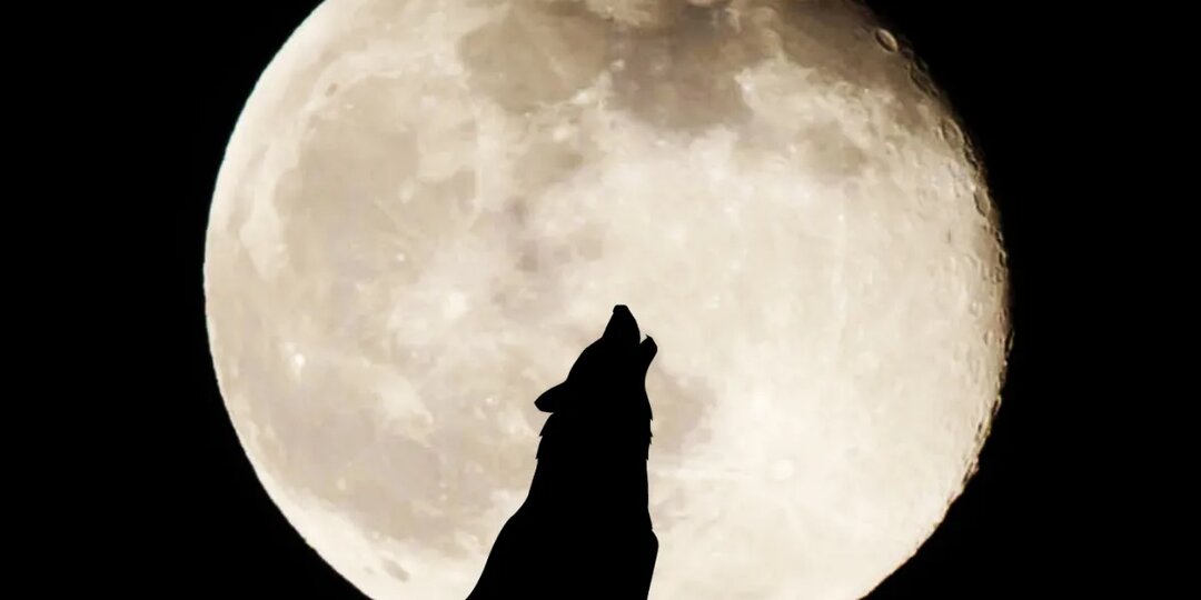 🌕 3 января — Волчья Луна. Как загадывать желание.