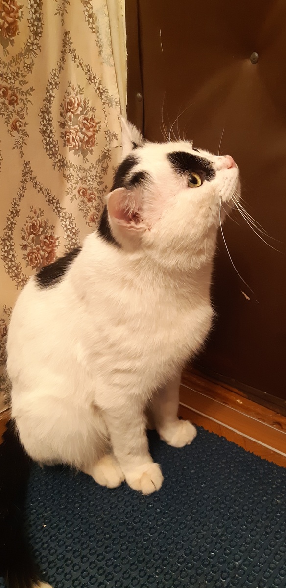 Котституция запрещает свободу  ограничивать, буду жаловаться в ..эту как её...про курицу там что-то и горных козлов..про куру-туру, вот туда напишу.