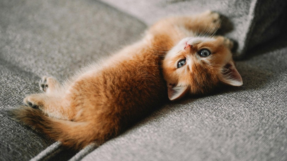    Приучение питомца к распорядку делает совместную жизнь комфортной.