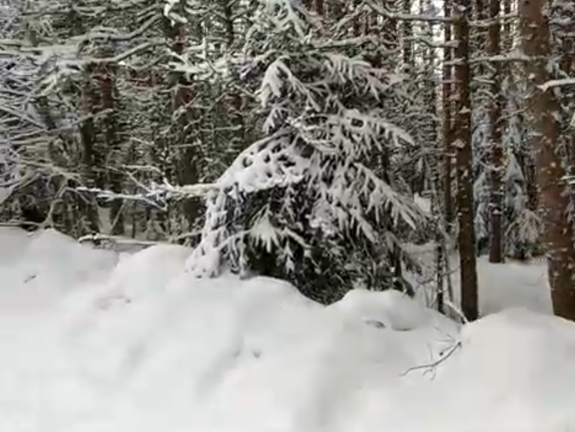 Зимняя тайга в Карелии