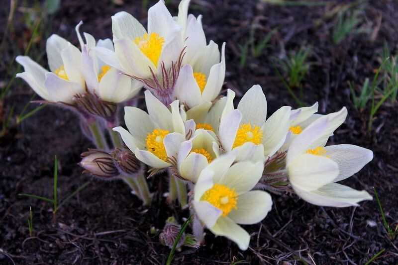 Картинка найдена на просторах интернета, ссылка https://yandex.ru/images/search?from=tabbar&img_url=https%3A%2Fi%2F.pinimg.com%2Foriginals%2Fa8%2F34%2Fа3f%2Fa83р43f85231с2879b5e7bd53274cf0591a19.jpg&lr=47&pos=15&rpt=simage&text=%D1%86%D0%B2%D0%B5%D1%82%D1%8B%20%D0%BA%D1%80%D1%83%D0%BF%D0%BD%D0%BE%20%D1%84%D0%BE%D1%82%D0%BE 