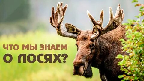 Всем привет.