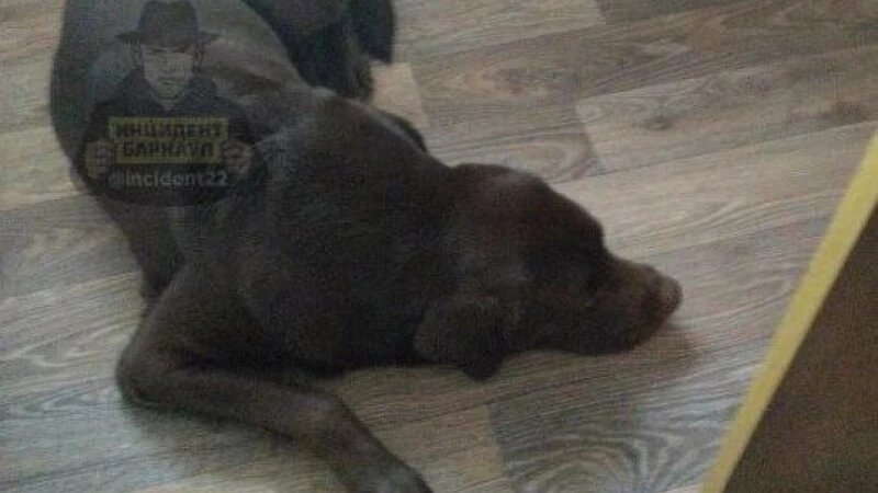     Собаку бросили на улице в Барнауле. https://t.me/incident22