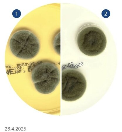 Cladosporium sphaerospermum