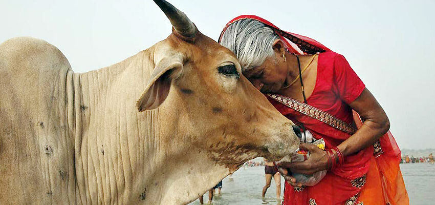 Почему у индусов корову считают священным животным?