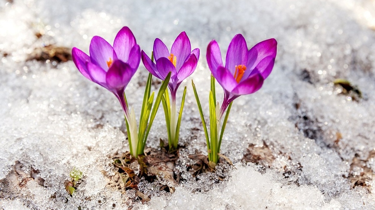 Картинка найдена на просторах интернета, ссылка https://yandex.ru/images/search?from=tabbar&img_url=https%3A%2Fi%2F.pinimg.com%2Foriginals%2Fa8%2F34%2Fа3f%2Fa83р43f851с2879b5e7bd5323074cf0591a19.jpg&lr=47&pos=15&rpt=simage&text=%D1%86%D0%B2%D0%B5%D1%82%D1%8B%20%D0%BA%D1%80%D1%83%D0%BF%D0%BD%D0%BE%20%D1%84%D0%BE%D1%82%D0%BE 