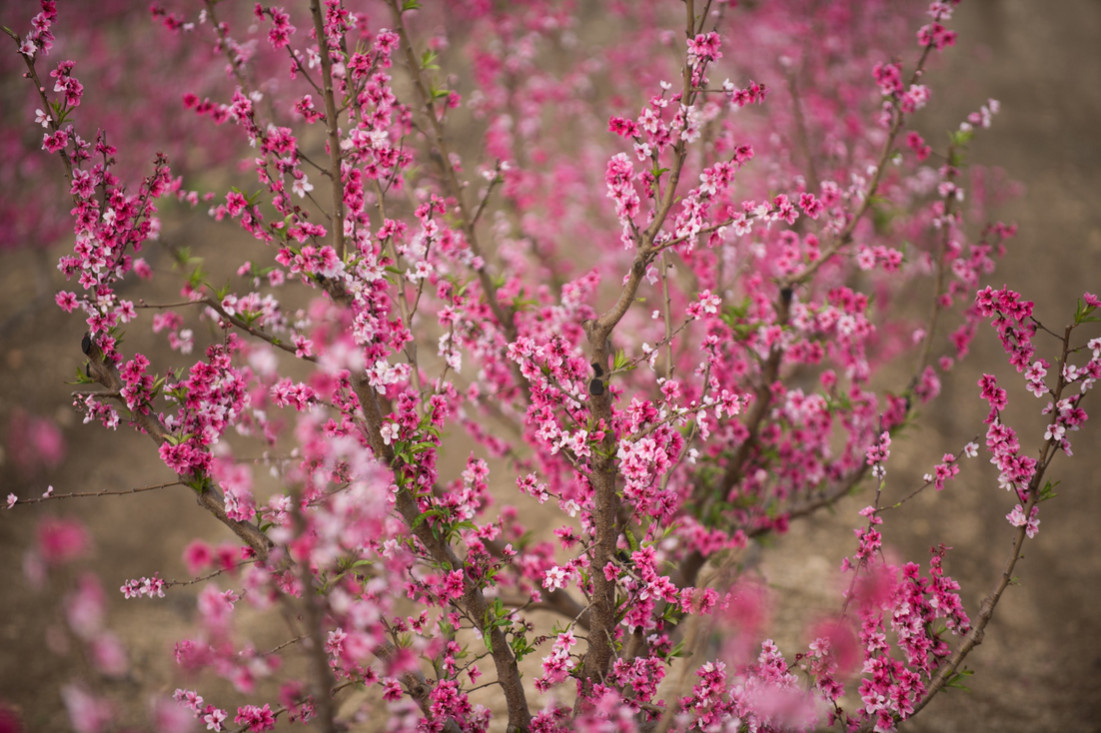 Картинка найдена на просторах интернета, ссылка https://yandex.ru/images/search?from=tabbar&img_url=https%3A%2Fi%2F.pinimg.com%2Foriginals%2Fa8%2F34%2Fа3f%2Fa83р43f851с282979b5e7bd53274cf0591a19.jpg&lr=47&pos=15&rpt=simage&text=%D1%86%D0%B2%D0%B5%D1%82%D1%8B%20%D0%BA%D1%80%D1%83%D0%BF%D0%BD%D0%BE%20%D1%84%D0%BE%D1%82%D0%BE 