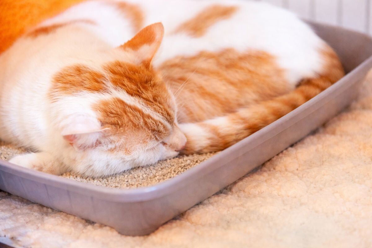 Рыжий кот спит в лотке 