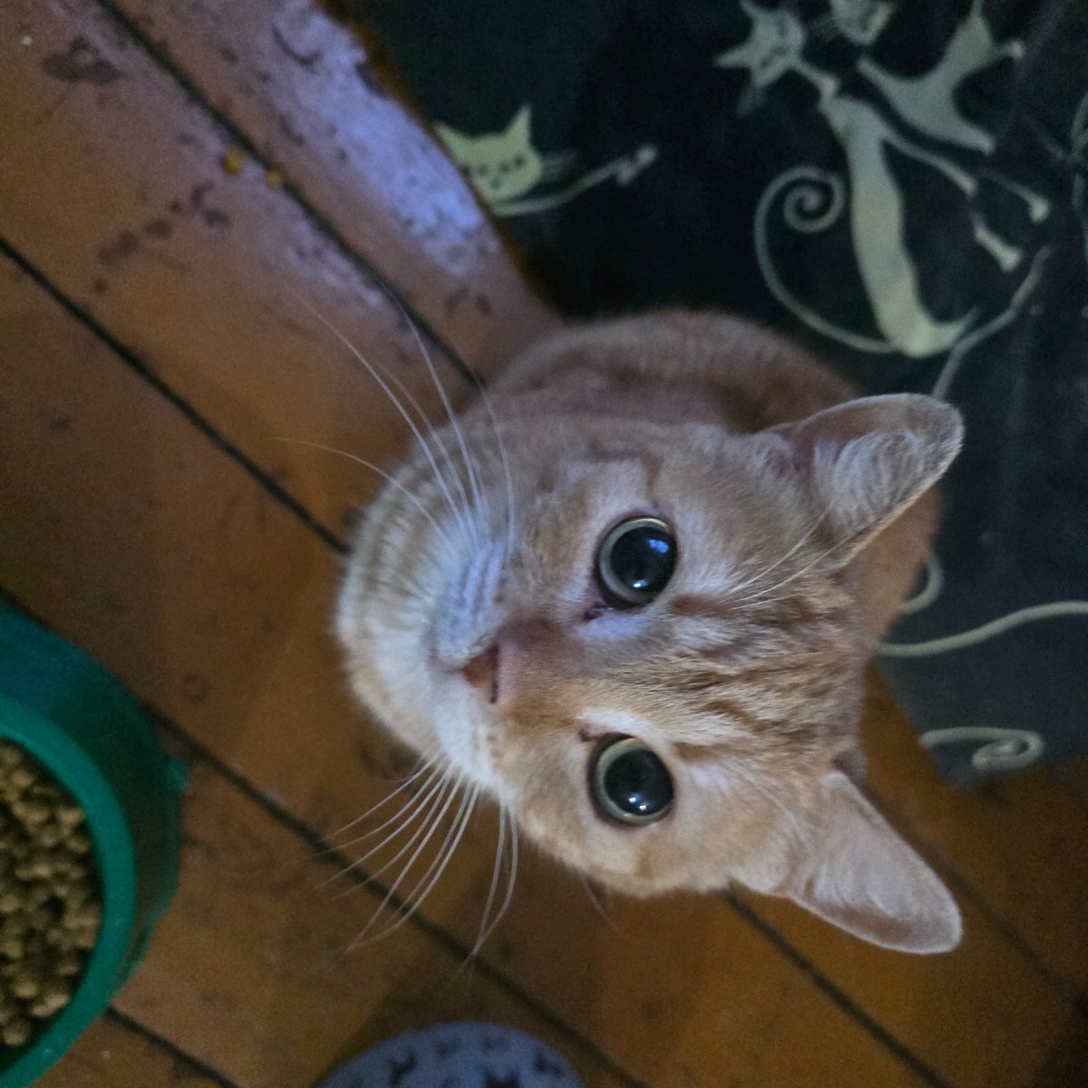 взгляд полный мольбы и тихой печали