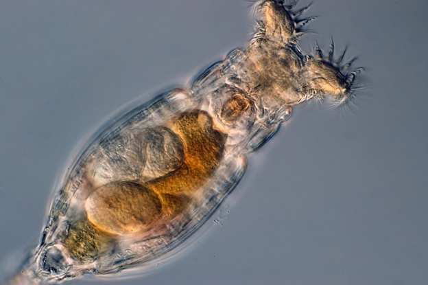 Настоящее чудовище микромира