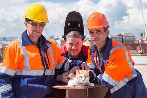 Яндекс картинки