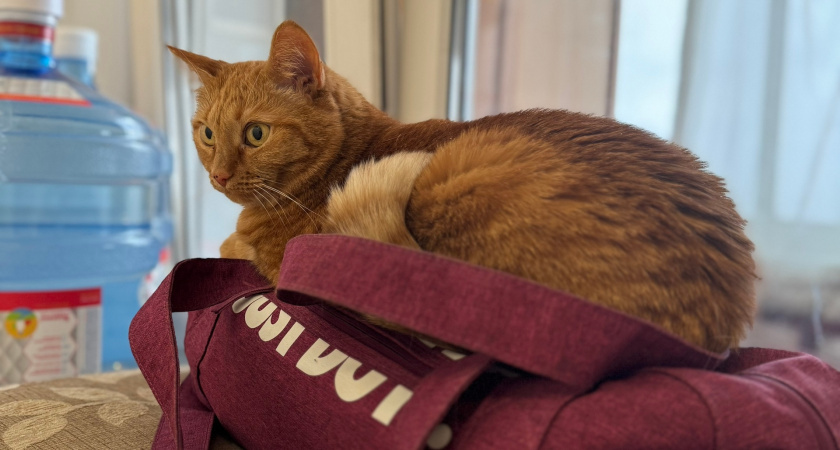    Фото: progorod43.ru