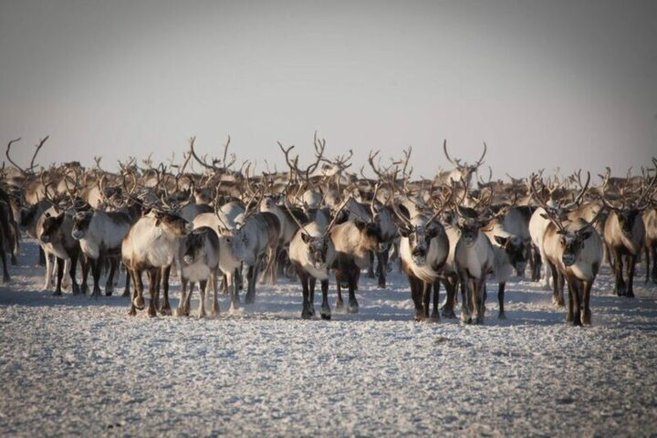 География оленеводства 