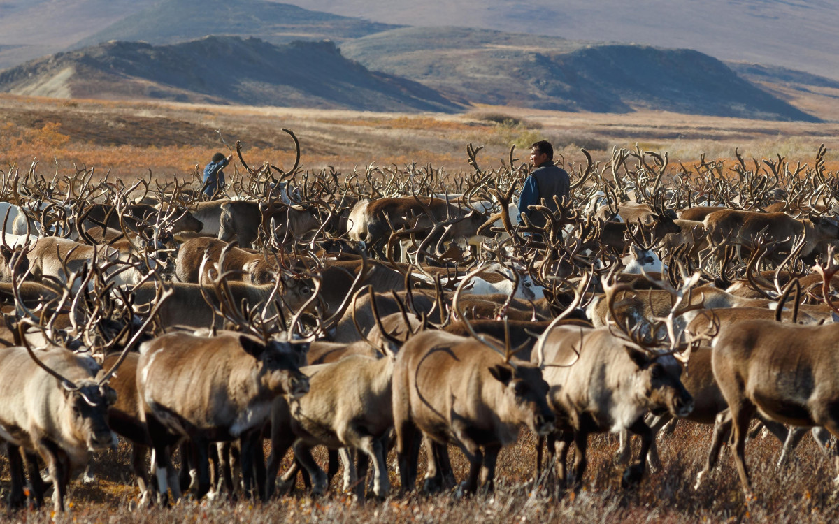 Оленеводство — это отрасль животноводства, занимающаяся разведением и использованием северных оленей, а также благородного, пятнистого оленя, вапити и лани с целью получения пантов, мяса и другой продукции.