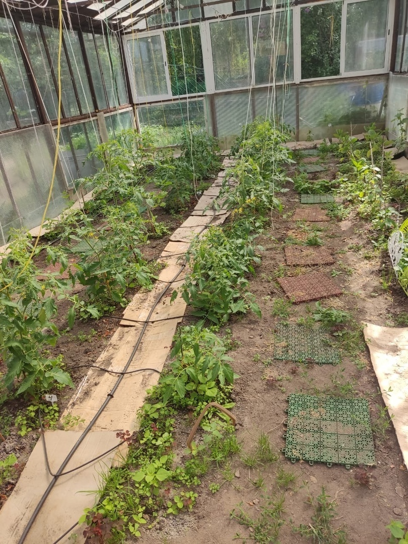    Открываю кран и ухожу. Теплица сама себя поливает))) Просто мечта огородника!📷
