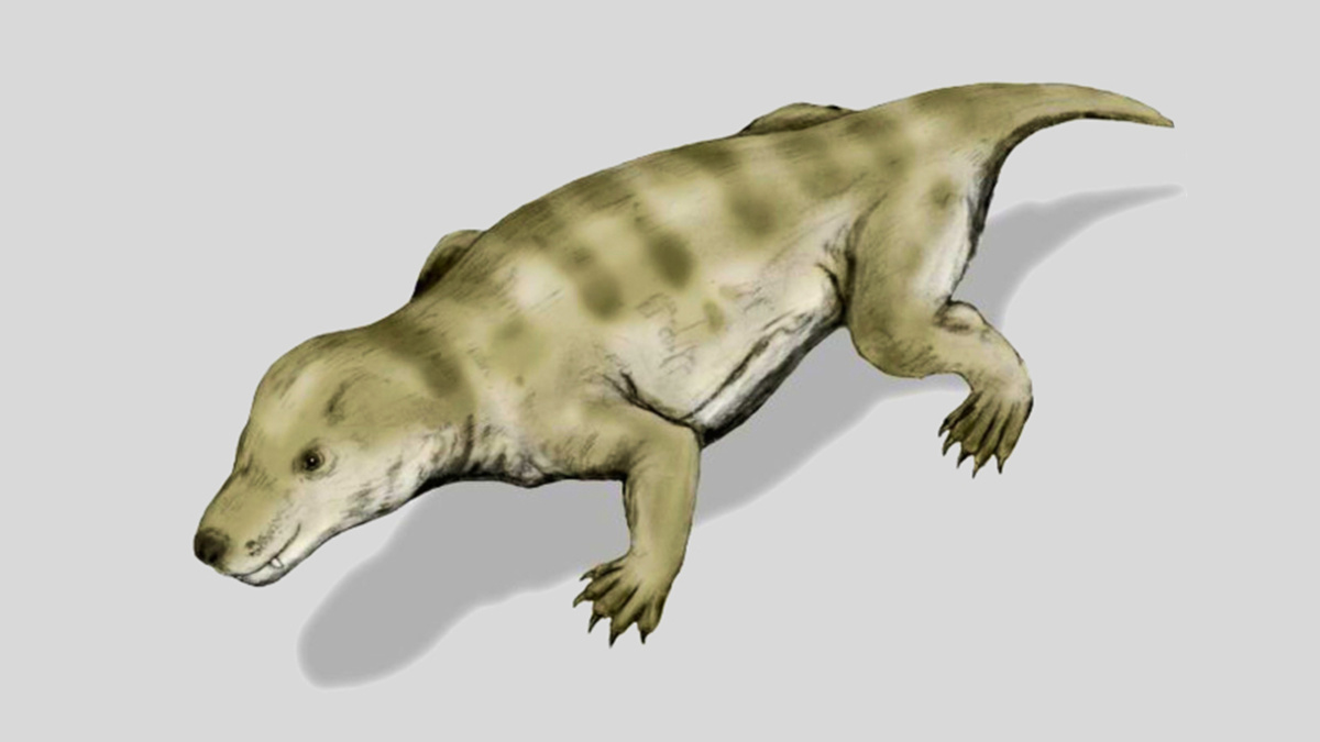    Цинодонт. Фото: Wikipedia.org