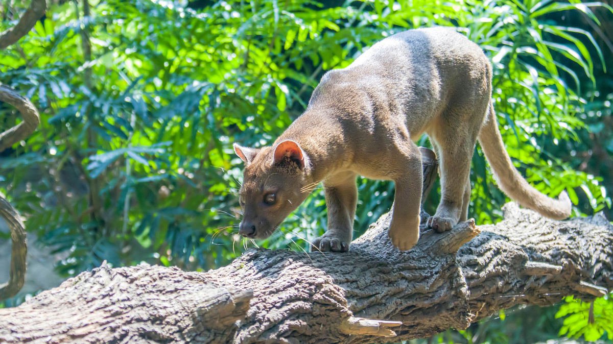       Фото: Danny Ye/Shutterstock/FOTODOM Фосса — современный хищник из подотряда кошкообразных, по внешнему виду и по образу жизни сходный с проаилурусом
