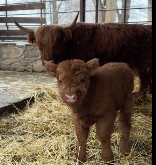   Фото: стоп кадр видео пар "Лога" Редактор
