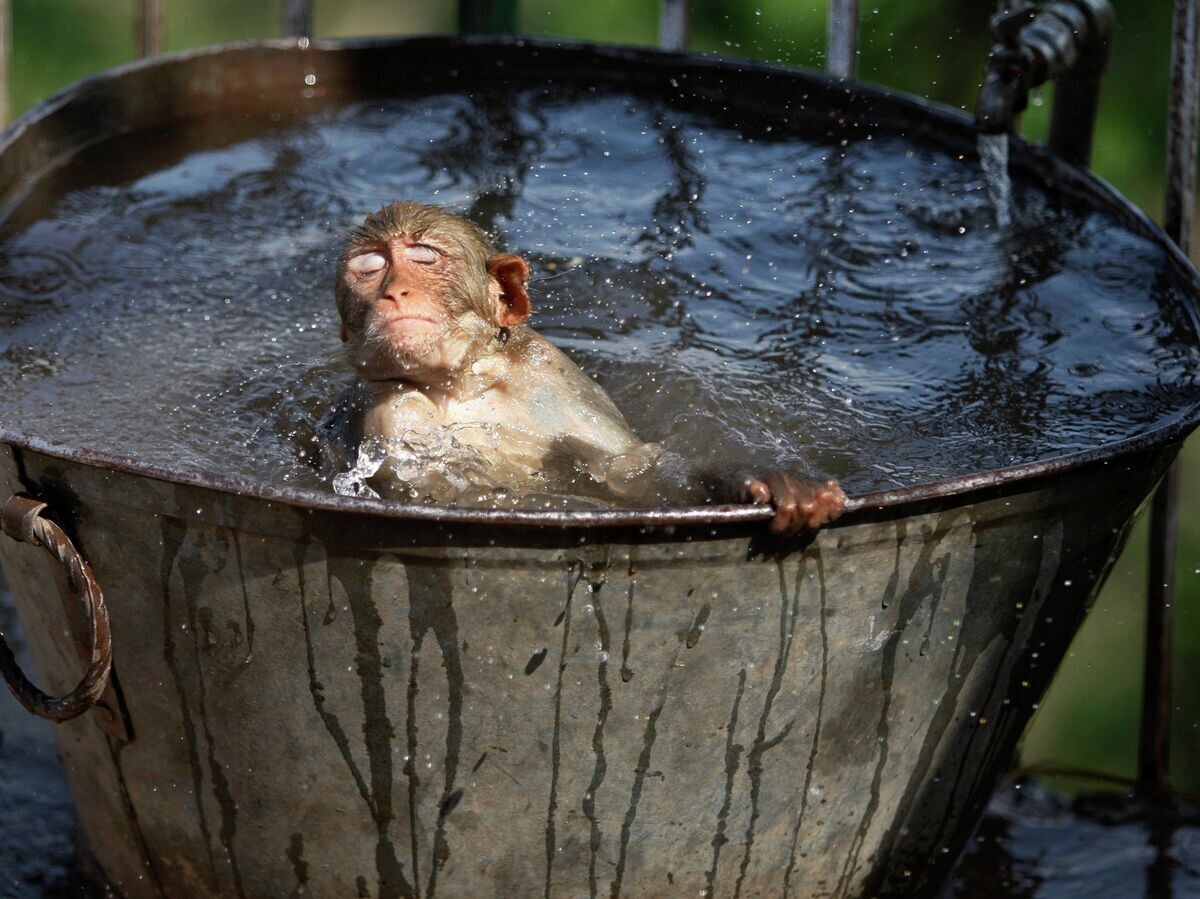    Обезьяна в баке с водой во время жары в Индии | © AP Photo / Channi Anand
