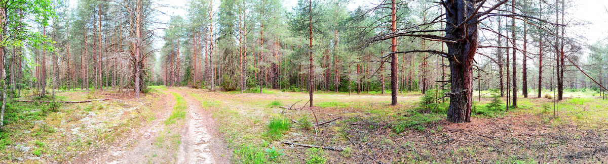 панорамное из трёх фото автора