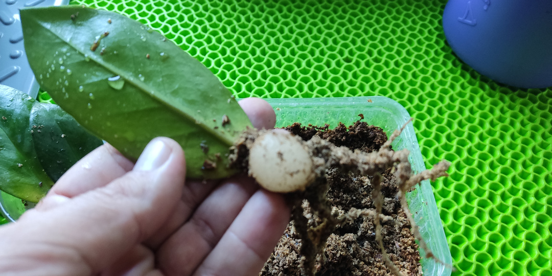 Самый простой способ размножить Замиокулькас или Долларовое дерево 🌱