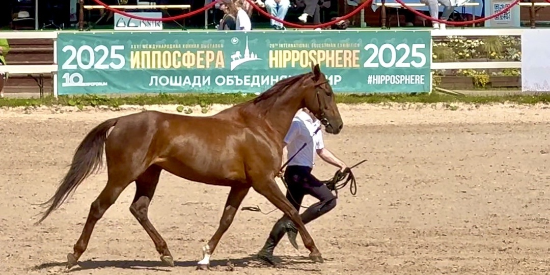 О конных выставках России: "а вокруг тишина, взятая за основу" (с)