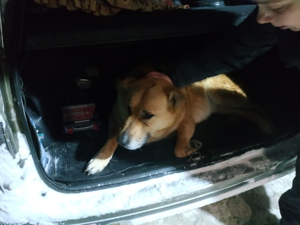 Погрузили бедолагу монахини сами